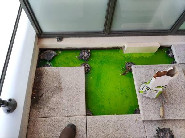 Test fluorescéine terrasse – détail